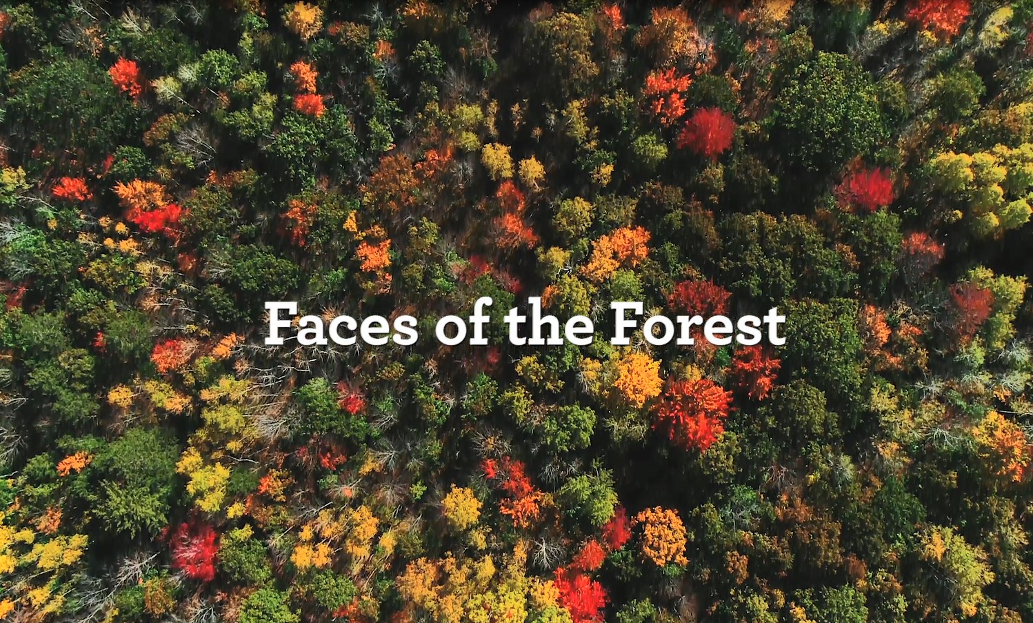 Faces of the Forest