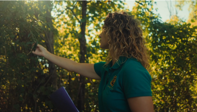 US Forest Service Worker Looking at Trees