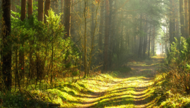 Forest pathway