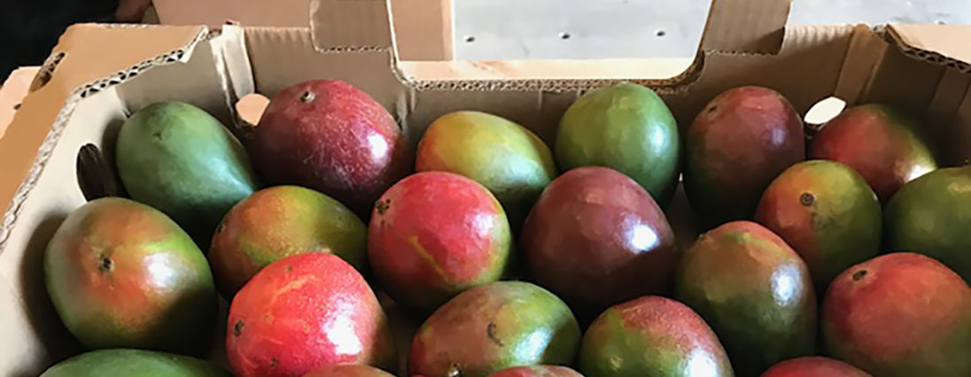 Mangoes in boxes