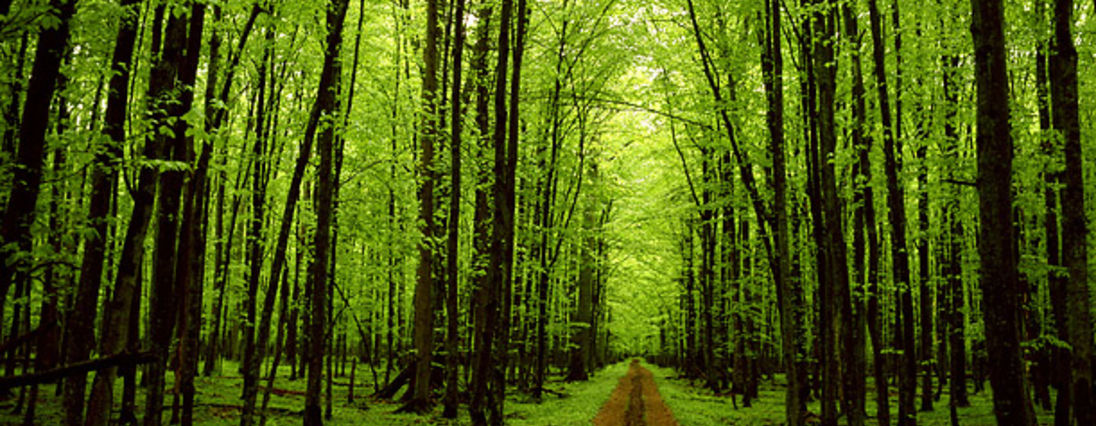 franklin_trees_01
