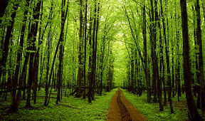 franklin_trees_01 franklin_trees_01