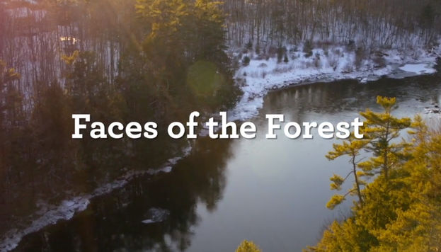 FacesOftheForest
