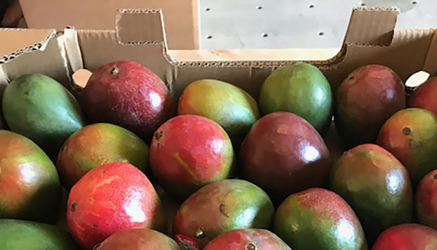 Mangoes in boxes